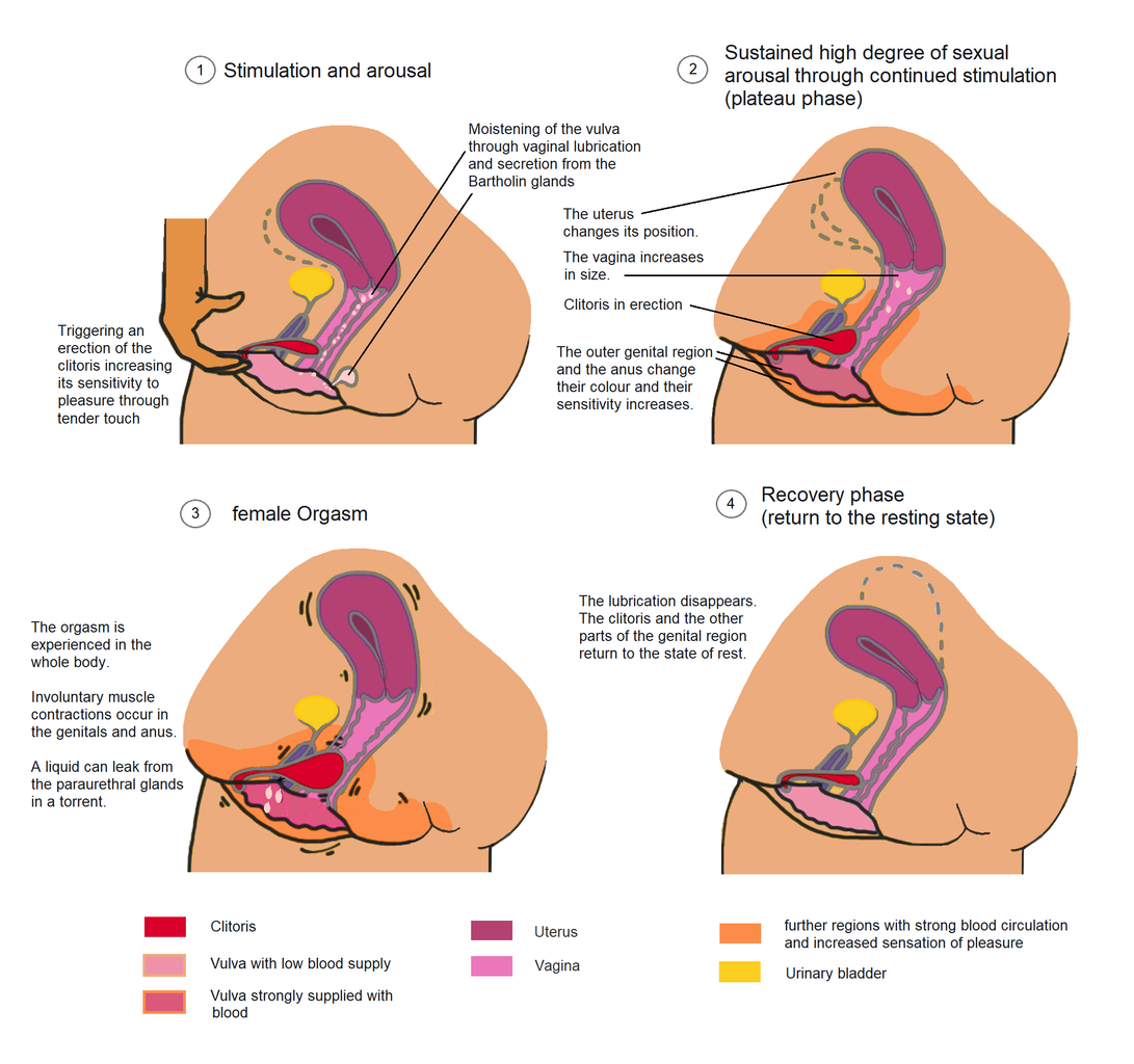 ലൈംഗികത സ്ത്രീയുടെ ഇഷ്ടങ്ങൾ. അവയിൽ എത്തിച്ചേരുവാൻ ഉള്ള ചില മാർഗങ്ങൾ Phases_of_sexual_arousal_and_female_orgasm
