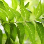 127653-neem