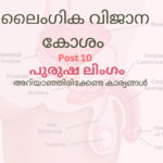 #ലൈംഗികവിജാനകോശം #POST 10 ലിംഗം linkamm