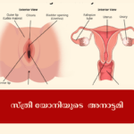 സ്ത്രീ യോനിയുടെ അനാട്ടമി യോനിയില്_ എപ്പോഴും പുകച്ചിലും ചൊറിച്ചിലും; സ്ത്രീകള്_ അറിയേണ്ടത് (23)
