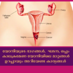 യോനിയുടെ ഭാഗങ്ങൾ, ഘടന, ഒപ്പം കാലക്രമേണ യോനിയിലെ മാറ്റങ്ങൾ ഉറപ്പായും അറിയേണ്ട കാര്യങ്ങൾ യോനിയില്_ എപ്പോഴും പുകച്ചിലും ചൊറിച്ചിലും; സ്ത്രീകള്_ അറിയേണ്ടത് (28)